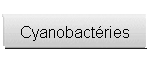 Cyanobactéries